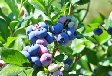 FRUIT PLANTS