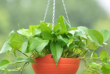 HANGING PLANTS